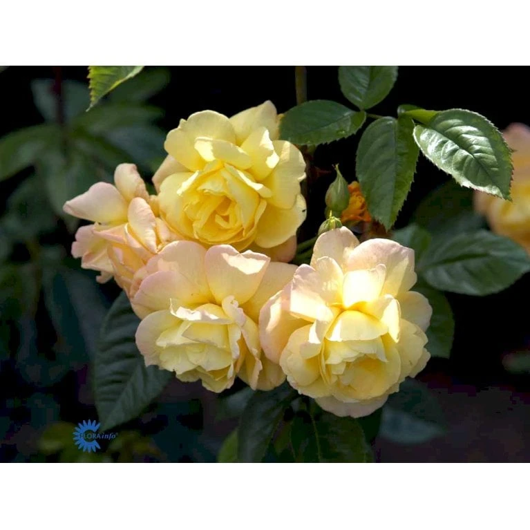 'Chinatown'™ Rosa X 'Chinatown'™ (Buketrose) A-Kvalitet,- Barrods Roser Min. 3 Grene 8 'Chinatown'™ Rosa X 'Chinatown'™ (Buketrose) A-Kvalitet,- Barrods Roser Min. 3 Grene - Billede 6