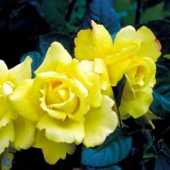 'Chinatown'™ Rosa X 'Chinatown'™ (Buketrose) A-Kvalitet,- Barrods Roser Min. 3 Grene 12 'Chinatown'™ Rosa X 'Chinatown'™ (Buketrose) A-Kvalitet,- Barrods Roser Min. 3 Grene -Osmoz Naturens Butik fi4074 rosa chinatown ca43