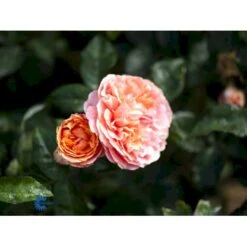 'Chippendale'® Rosa X 'Chippendale'® (Storblomstrende) A-Kvalitet,- Barrods Roser Min. 3 Grene -Osmoz Naturens Butik fi4075 rosa chippendale a167