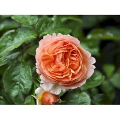 'Chippendale'® Rosa X 'Chippendale'® (Storblomstrende) A-Kvalitet,- Barrods Roser Min. 3 Grene -Osmoz Naturens Butik fi4075 rosa chippendale da08