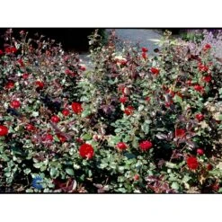 'Christian IV'® Rosa X 'Christian IV'® (Buketrose) A-Kvalitet,- Barrods Roser Min. 3 Grene -Osmoz Naturens Butik fi4079 rosa christian iv 04b8