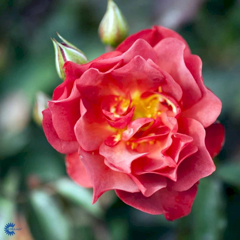 'Cinco De Mayo' Rosa X 'Cinco De Mayo' (Buketrose) A-Kvalitet,- Barrods Roser Min. 3 Grene 8 'Cinco De Mayo' Rosa X 'Cinco De Mayo' (Buketrose) A-Kvalitet,- Barrods Roser Min. 3 Grene - Billede 6