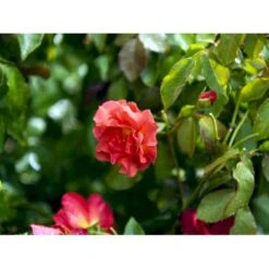 'Cinco De Mayo' Rosa X 'Cinco De Mayo' (Buketrose) A-Kvalitet,- Barrods Roser Min. 3 Grene 12 'Cinco De Mayo' Rosa X 'Cinco De Mayo' (Buketrose) A-Kvalitet,- Barrods Roser Min. 3 Grene -Osmoz Naturens Butik fi4082 rosa cinco de mayo r wekcobeju 8498