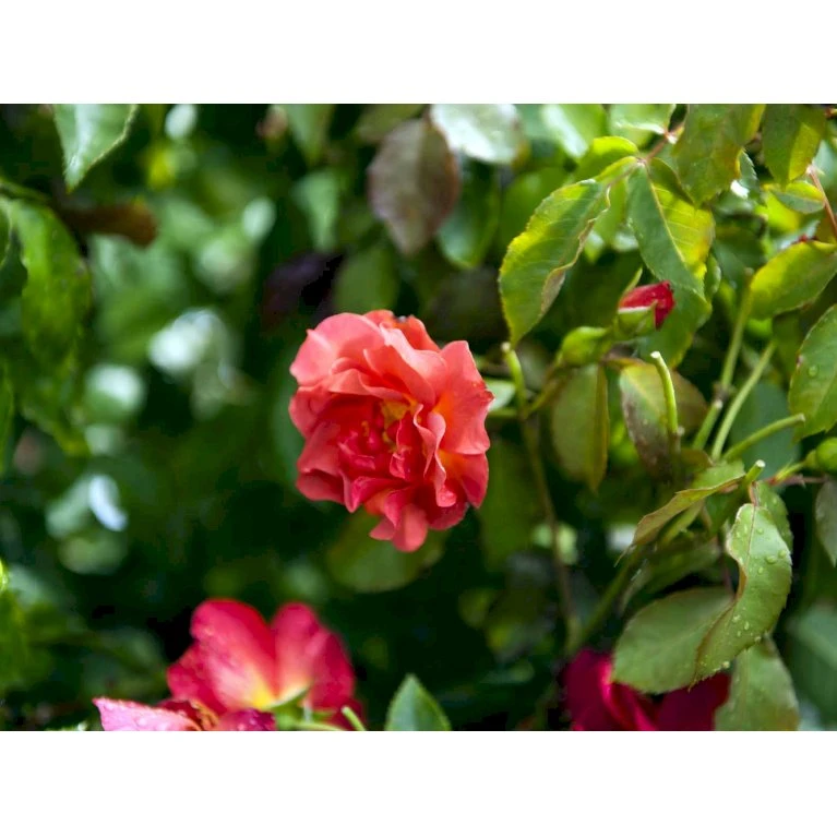 'Cinco De Mayo' Rosa X 'Cinco De Mayo' (Buketrose) A-Kvalitet,- Barrods Roser Min. 3 Grene 7 'Cinco De Mayo' Rosa X 'Cinco De Mayo' (Buketrose) A-Kvalitet,- Barrods Roser Min. 3 Grene - Billede 5