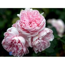 'Cinderella'® Rosa X 'Cinderella'® (Buketrose) A-Kvalitet,- Barrods Roser Min. 3 Grene -Osmoz Naturens Butik fi4083 rosa cinderella 96bf