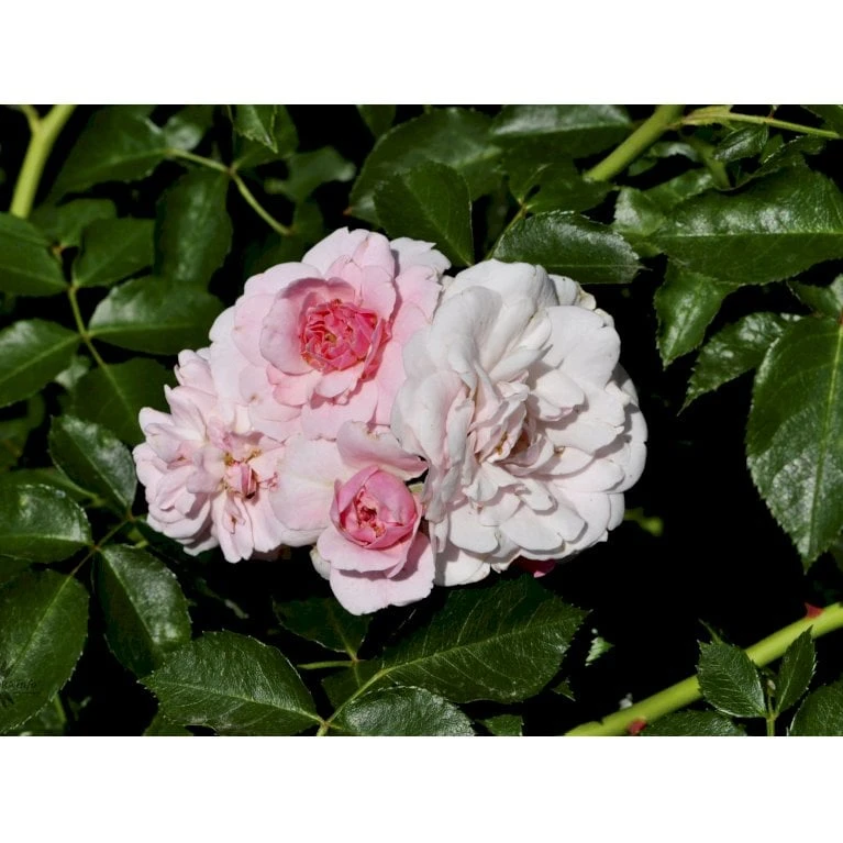 'Climbing Bonica' Rosa X 'Climbing Bonica' (Slyngrose) A-Kvalitet,- Barrods Roser Min. 3 Grene 5 'Climbing Bonica' Rosa X 'Climbing Bonica' (Slyngrose) A-Kvalitet,- Barrods Roser Min. 3 Grene - Billede 3