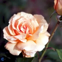 'Clodagh Mc.Gredy' Rosa X 'Clodagh Mc.Gredy' (storblomstrende) A-Kvalitet,- Barrods Roser Min. 3 Grene 7 'Clodagh Mc.Gredy' Rosa X 'Clodagh Mc.Gredy' (storblomstrende) A-Kvalitet,- Barrods Roser Min. 3 Grene -Osmoz Naturens Butik fi4101 rosa clodagh mcgredy macswanle deac