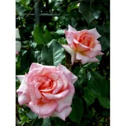 'Compassion' Rosa X 'Compassion' (Slyngrose) A-Kvalitet,- Barrods Roser Min. 3 Grene 7 'Compassion' Rosa X 'Compassion' (Slyngrose) A-Kvalitet,- Barrods Roser Min. 3 Grene -Osmoz Naturens Butik fi4104 rosa compassion ec8a