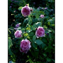 'Comte De Chambord' Rosa Portlandica 'Comte De Chambord' (Portlandrose) A-Kvalitet,- Barrods Roser Min. 3 Grene -Osmoz Naturens Butik fi4105 rosa comte de chambord 07f1