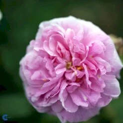 'Comte De Chambord' Rosa Portlandica 'Comte De Chambord' (Portlandrose) A-Kvalitet,- Barrods Roser Min. 3 Grene -Osmoz Naturens Butik fi4105 rosa comte de chambord 3092