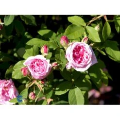 'Comte De Chambord' Rosa Portlandica 'Comte De Chambord' (Portlandrose) A-Kvalitet,- Barrods Roser Min. 3 Grene -Osmoz Naturens Butik fi4105 rosa comte de chambord e3d9