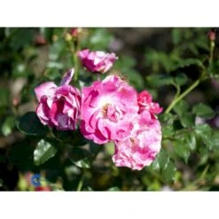 'Concert'™ (Syn. 'Calypso'™) Rosa X 'Concert'™ (Slyngrose) A-Kvalitet,- Barrods Roser Min. 3 Grene -Osmoz Naturens Butik fi4107 rosa concert poulclimb n 1481