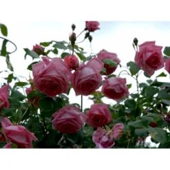 'Coral Dawn' Rosa X 'Coral Dawn' (Slyngrose) A-Kvalitet,- Barrods Roser Min. 3 Grene -Osmoz Naturens Butik fi4115 rosa coral dawn e22f