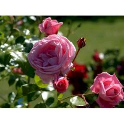 'Coral Dawn' Rosa X 'Coral Dawn' (Slyngrose) A-Kvalitet,- Barrods Roser Min. 3 Grene -Osmoz Naturens Butik fi4115 rosa coral dawn fbd1