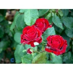 'Courage'™ Rosa X 'Courage'™ (Storblomstrende) A-Kvalitet,- Barrods Roser Min. 3 Grene -Osmoz Naturens Butik fi4125 rosa courage poulduf n b57d