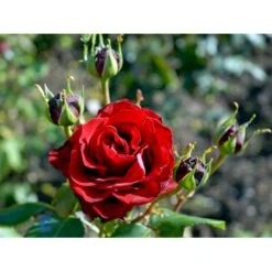 'Courage'™ Rosa X 'Courage'™ (Storblomstrende) A-Kvalitet,- Barrods Roser Min. 3 Grene -Osmoz Naturens Butik fi4125 rosa courage poulduf n bbd0