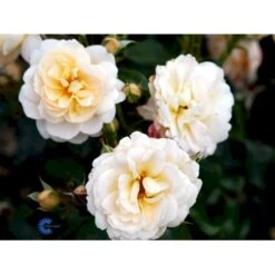 'Crystal™ Palace'® Rosa X 'Crystal™ Palace'® (Palacerose) A-Kvalitet,- Barrods Roser Min. 3 Grene 24 'Crystal™ Palace'® Rosa X 'Crystal™ Palace'® (Palacerose) A-Kvalitet,- Barrods Roser Min. 3 Grene -Osmoz Naturens Butik fi4136 rosa crystal palace poulrek n 3c2e