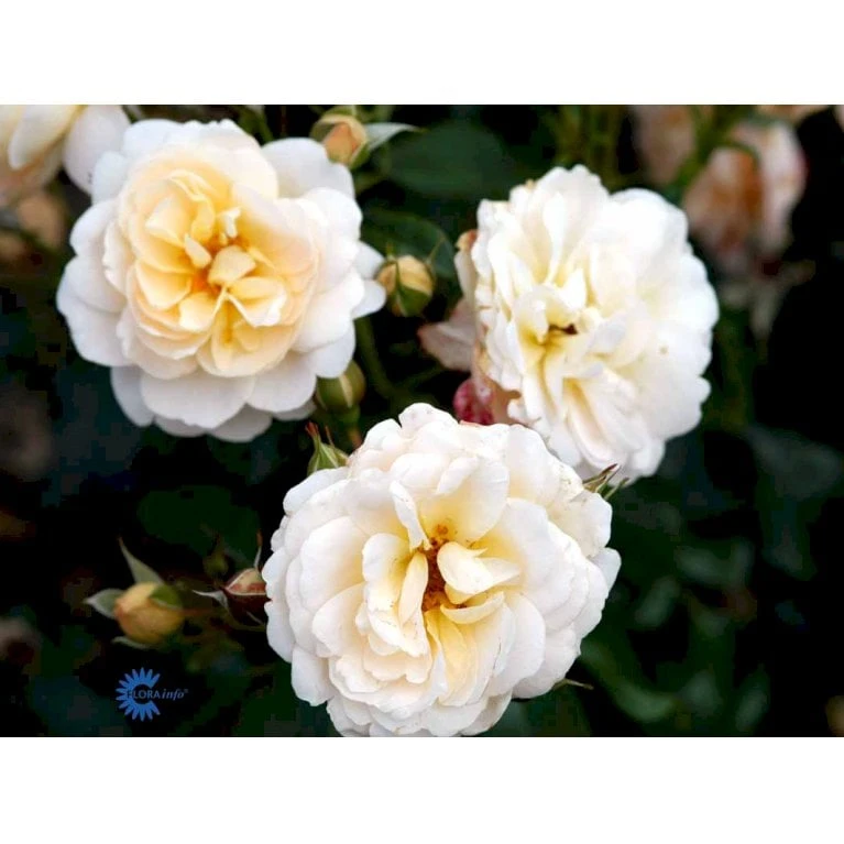 'Crystal™ Palace'® Rosa X 'Crystal™ Palace'® (Palacerose) A-Kvalitet,- Barrods Roser Min. 3 Grene 13 'Crystal™ Palace'® Rosa X 'Crystal™ Palace'® (Palacerose) A-Kvalitet,- Barrods Roser Min. 3 Grene - Billede 11