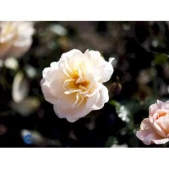 'Crystal™ Palace'® Rosa X 'Crystal™ Palace'® (Palacerose) A-Kvalitet,- Barrods Roser Min. 3 Grene 22 'Crystal™ Palace'® Rosa X 'Crystal™ Palace'® (Palacerose) A-Kvalitet,- Barrods Roser Min. 3 Grene -Osmoz Naturens Butik fi4136 rosa crystal palace poulrek n 98aa