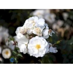 'Diamond Border'® Rosa X 'Diamond Border'® (Bunddækkerose) A-Kvalitet,- Barrods Roser Min. 3 Grene -Osmoz Naturens Butik fi4154 rosa diamond border pouldiram n 4616