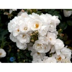 'Diamond Border'® Rosa X 'Diamond Border'® (Bunddækkerose) A-Kvalitet,- Barrods Roser Min. 3 Grene -Osmoz Naturens Butik fi4154 rosa diamond border pouldiram n 7984