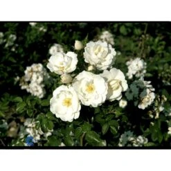 'Diamond Border'® Rosa X 'Diamond Border'® (Bunddækkerose) A-Kvalitet,- Barrods Roser Min. 3 Grene -Osmoz Naturens Butik fi4154 rosa diamond border pouldiram n a7bc