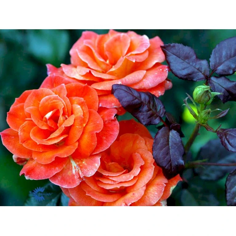 'Dronning Ingrid'™ Rosa X 'Dronning Ingrid'™ (storblomstrende) A-Kvalitet,- Barrods Roser Min. 3 Grene 14 'Dronning Ingrid'™ Rosa X 'Dronning Ingrid'™ (storblomstrende) A-Kvalitet,- Barrods Roser Min. 3 Grene - Billede 12