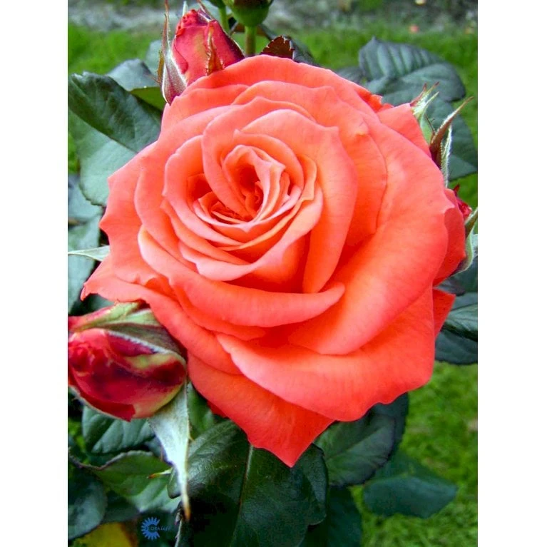 'Dronning Ingrid'™ Rosa X 'Dronning Ingrid'™ (storblomstrende) A-Kvalitet,- Barrods Roser Min. 3 Grene 12 'Dronning Ingrid'™ Rosa X 'Dronning Ingrid'™ (storblomstrende) A-Kvalitet,- Barrods Roser Min. 3 Grene - Billede 10