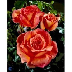 'Dronning Ingrid'™ Rosa X 'Dronning Ingrid'™ (storblomstrende) A-Kvalitet,- Barrods Roser Min. 3 Grene 25 'Dronning Ingrid'™ Rosa X 'Dronning Ingrid'™ (storblomstrende) A-Kvalitet,- Barrods Roser Min. 3 Grene -Osmoz Naturens Butik fi4173 rosa dronning ingrid poulgrena 8721