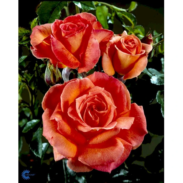 'Dronning Ingrid'™ Rosa X 'Dronning Ingrid'™ (storblomstrende) A-Kvalitet,- Barrods Roser Min. 3 Grene 13 'Dronning Ingrid'™ Rosa X 'Dronning Ingrid'™ (storblomstrende) A-Kvalitet,- Barrods Roser Min. 3 Grene - Billede 11