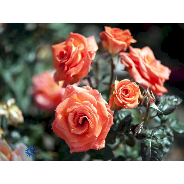 'Dronning Ingrid'™ Rosa X 'Dronning Ingrid'™ (storblomstrende) A-Kvalitet,- Barrods Roser Min. 3 Grene 10 'Dronning Ingrid'™ Rosa X 'Dronning Ingrid'™ (storblomstrende) A-Kvalitet,- Barrods Roser Min. 3 Grene - Billede 8