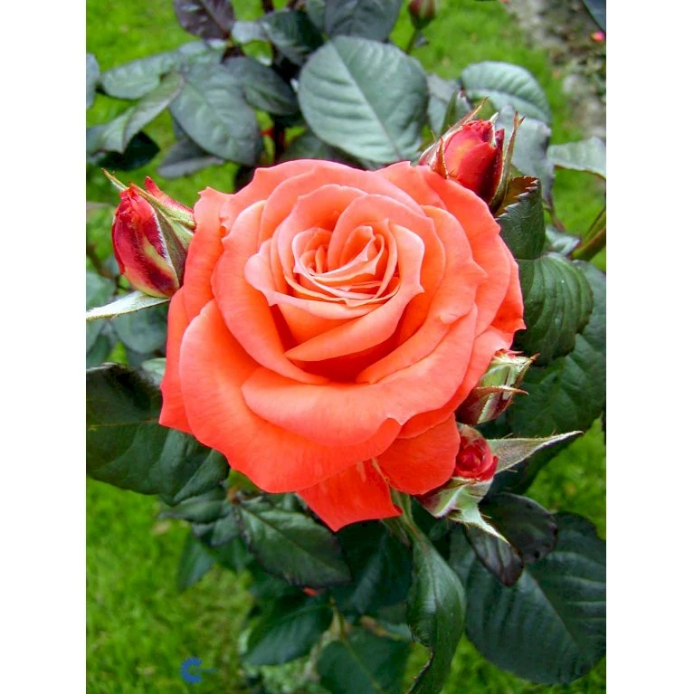 'Dronning Ingrid'™ Rosa X 'Dronning Ingrid'™ (storblomstrende) A-Kvalitet,- Barrods Roser Min. 3 Grene 15 'Dronning Ingrid'™ Rosa X 'Dronning Ingrid'™ (storblomstrende) A-Kvalitet,- Barrods Roser Min. 3 Grene - Billede 13