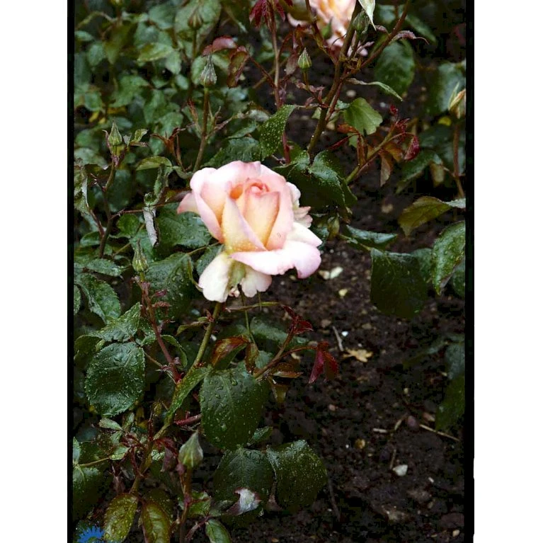 'Dronning Ingrid'™ Rosa X 'Dronning Ingrid'™ (storblomstrende) A-Kvalitet,- Barrods Roser Min. 3 Grene 11 'Dronning Ingrid'™ Rosa X 'Dronning Ingrid'™ (storblomstrende) A-Kvalitet,- Barrods Roser Min. 3 Grene - Billede 9