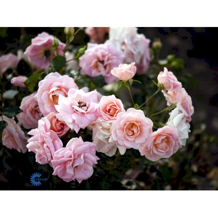 'Dronning Margrethe'™ Rosa X 'Dronning Margrethe'™ (Palacerose) A-Kvalitet,- Barrods Roser Min. 3 Grene 9 'Dronning Margrethe'™ Rosa X 'Dronning Margrethe'™ (Palacerose) A-Kvalitet,- Barrods Roser Min. 3 Grene - Billede 7