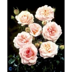 'Dronning Margrethe'™ Rosa X 'Dronning Margrethe'™ (Palacerose) A-Kvalitet,- Barrods Roser Min. 3 Grene 19 'Dronning Margrethe'™ Rosa X 'Dronning Margrethe'™ (Palacerose) A-Kvalitet,- Barrods Roser Min. 3 Grene -Osmoz Naturens Butik fi4174 rosa dronning margrethe poulskov n e963