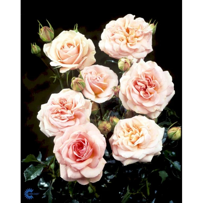 'Dronning Margrethe'™ Rosa X 'Dronning Margrethe'™ (Palacerose) A-Kvalitet,- Barrods Roser Min. 3 Grene 11 'Dronning Margrethe'™ Rosa X 'Dronning Margrethe'™ (Palacerose) A-Kvalitet,- Barrods Roser Min. 3 Grene - Billede 9