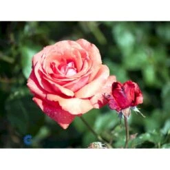 'Duftwolke'® Rosa X 'Duftwolke'® (Storblomstrende) A-Kvalitet,- Barrods Roser Min. 3 Grene -Osmoz Naturens Butik fi4184 rosa duftwolke faca