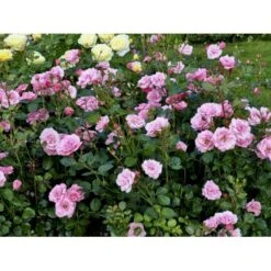 'Egeskov'™ Rosa X 'Egeskov'™ (Slotsrose) A-Kvalitet,- Barrods Roser Min. 3 Grene -Osmoz Naturens Butik fi4196 rosa egeskov poulrohill n 0f06