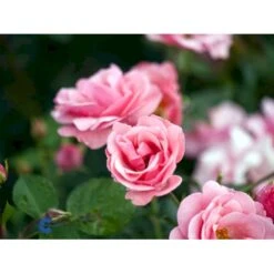 'Egeskov'™ Rosa X 'Egeskov'™ (Slotsrose) A-Kvalitet,- Barrods Roser Min. 3 Grene -Osmoz Naturens Butik fi4196 rosa egeskov poulrohill n 260e