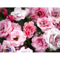 'Egeskov'™ Rosa X 'Egeskov'™ (Slotsrose) A-Kvalitet,- Barrods Roser Min. 3 Grene -Osmoz Naturens Butik fi4196 rosa egeskov poulrohill n 5fd1