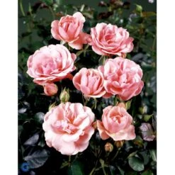 'Egeskov'™ Rosa X 'Egeskov'™ (Slotsrose) A-Kvalitet,- Barrods Roser Min. 3 Grene -Osmoz Naturens Butik fi4196 rosa egeskov poulrohill n d1e4