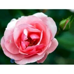'Egeskov'™ Rosa X 'Egeskov'™ (Slotsrose) A-Kvalitet,- Barrods Roser Min. 3 Grene -Osmoz Naturens Butik fi4196 rosa egeskov poulrohill n fa3f