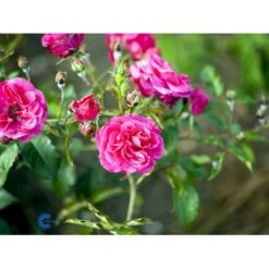 'Elmshorn'® Rosa X 'Elmshorn'® (Buskrose) A-Kvalitet,- Barrods Roser Min. 3 Grene -Osmoz Naturens Butik fi4209 rosa elmshorn 2864