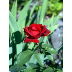 'Erotika'® Rosa X 'Erotika'® (Storblomstrende) A-Kvalitet,- Barrods Roser Min. 3 Grene -Osmoz Naturens Butik fi4220 rosa erotika ef2c