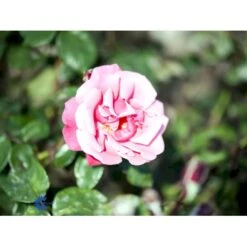 'Étude' Rosa X 'Étude' (Buskrose) A-Kvalitet,- Barrods Roser Min. 3 Grene -Osmoz Naturens Butik fi4229 rosa etude 24e3