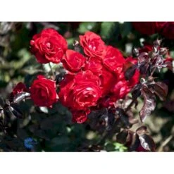 'Europeana' Rosa X 'Europeana' (Buketrose) A-Kvalitet,- Barrods Roser Min. 3 Grene -Osmoz Naturens Butik fi4231 rosa europeana 09c0