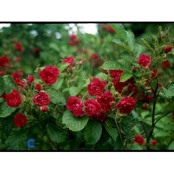 Rynket Rose 'F. J. Grootendorst' Rosa Rugosa 'F. J. Grootendorst' A-Kvalitet,- Barrods Roser Min. 3 Grene -Osmoz Naturens Butik fi4242 rosa f j grootendorst 8188