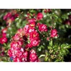 'Fairy Dance' Rosa X 'Fairy Dance' (Bunddækkerose) A-Kvalitet,- Barrods Roser Min. 3 Grene -Osmoz Naturens Butik fi4245 rosa fairy dance 8d41