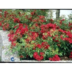 'Fairy Dance' Rosa X 'Fairy Dance' (Bunddækkerose) A-Kvalitet,- Barrods Roser Min. 3 Grene -Osmoz Naturens Butik fi4245 rosa fairy dance eb18