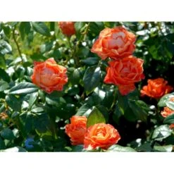 'Fellowship' Rosa X 'Fellowship' (Buketrose) A-Kvalitet,- Barrods Roser Min. 3 Grene -Osmoz Naturens Butik fi4256 rosa fellowship 5926